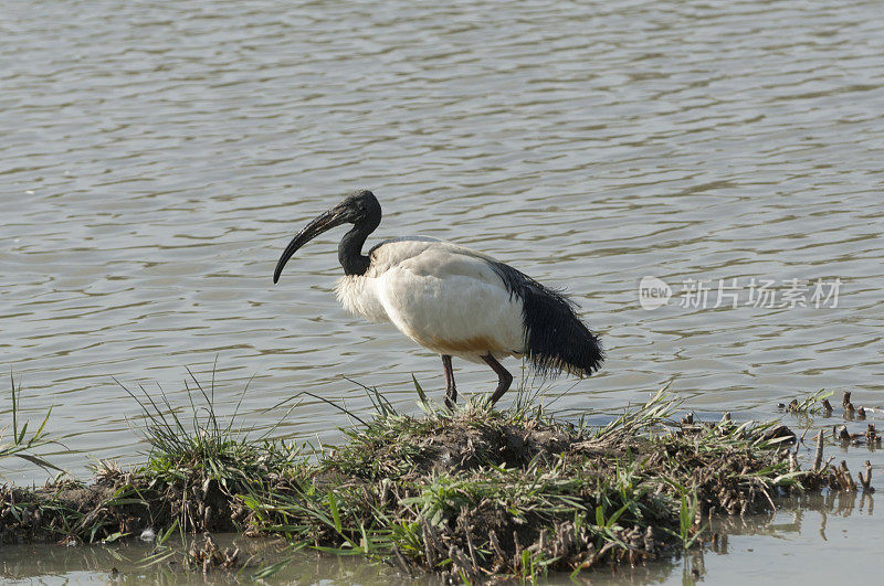 神圣朱鹭(Threskiornis aethopicus)